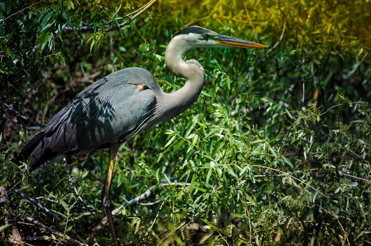 Everglades fågel