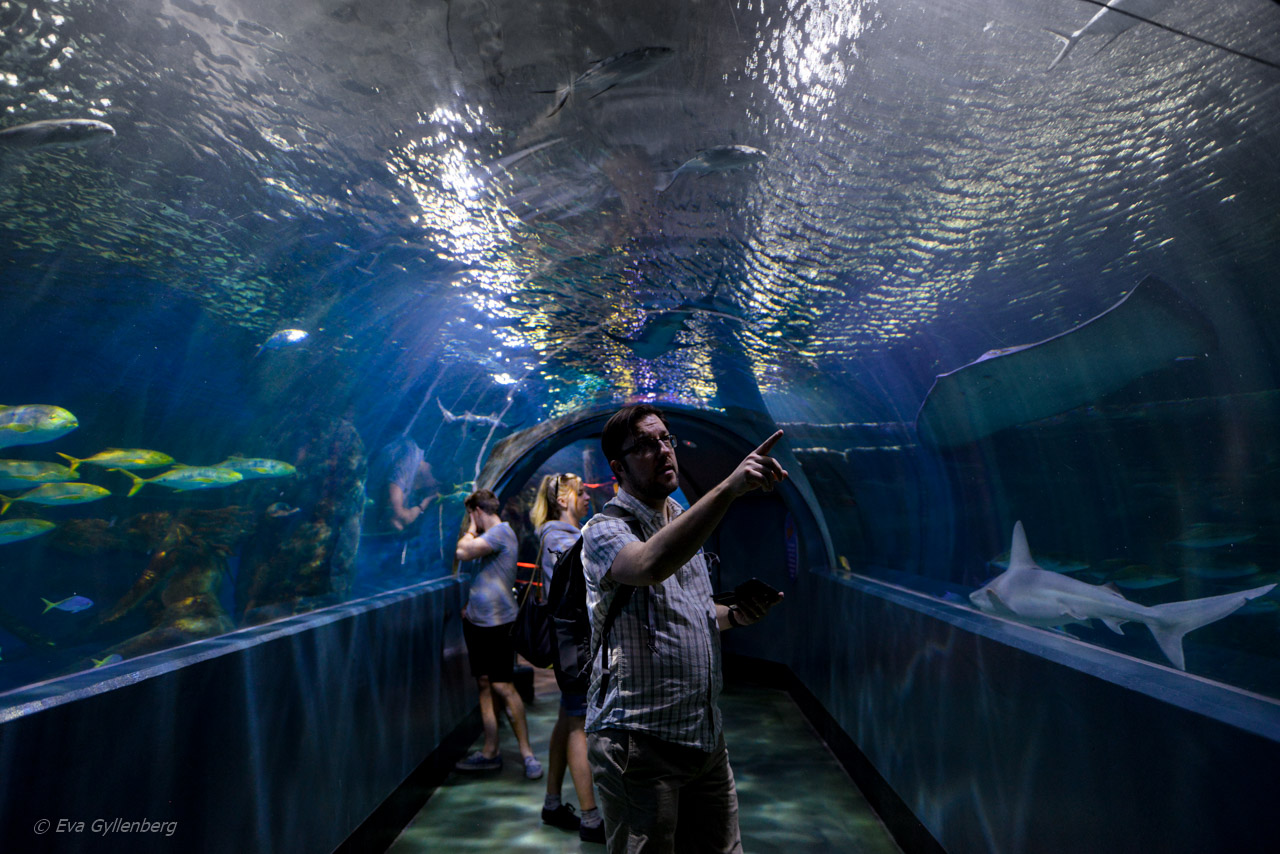 Melbourne SeaLife Aquarium