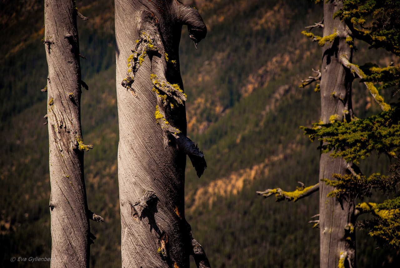 North Cascades National Park