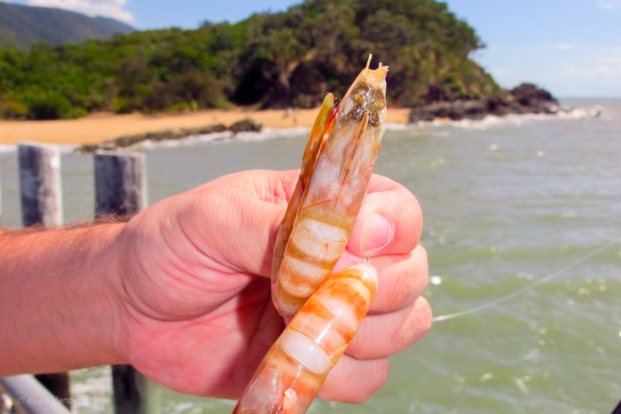 Palm Cove - Cairns - Australien