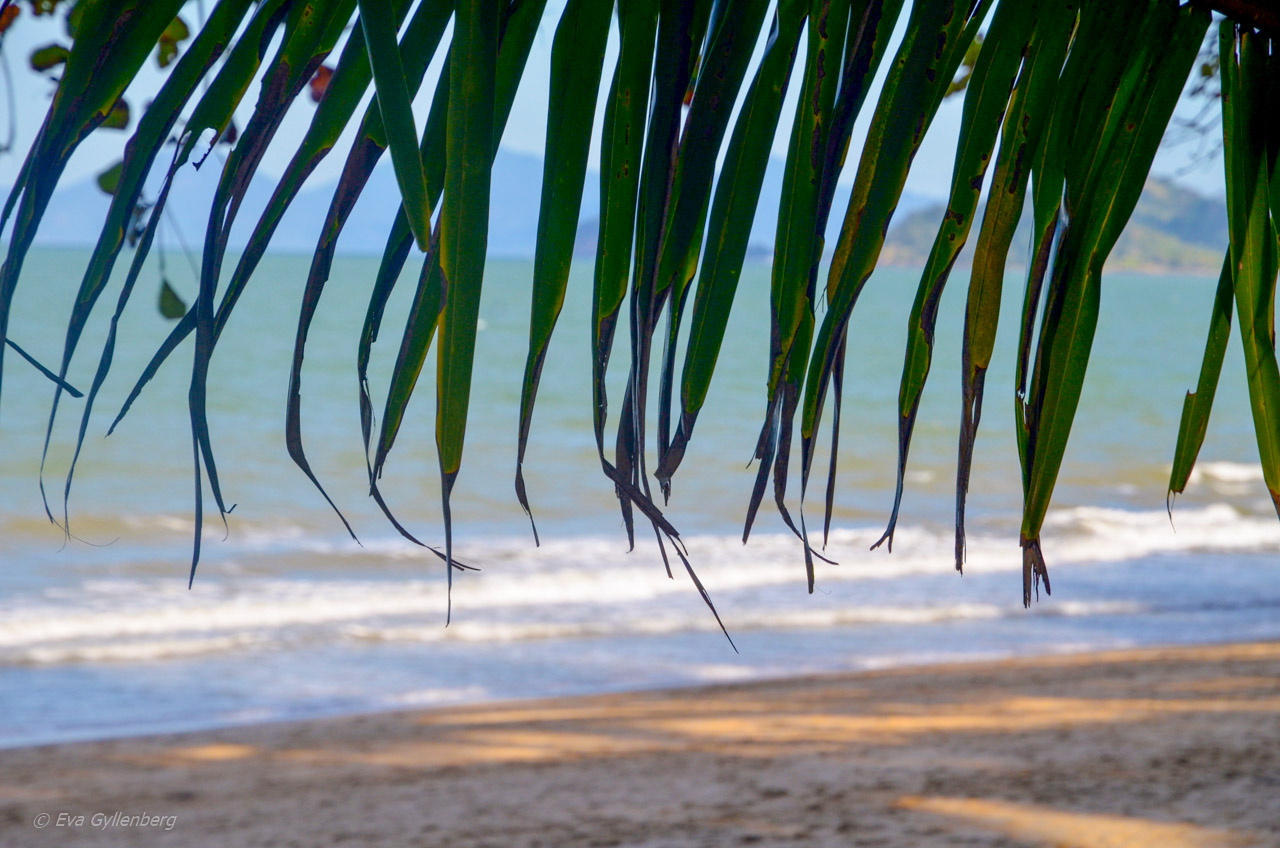 Palm Cove - Cairns - Australien