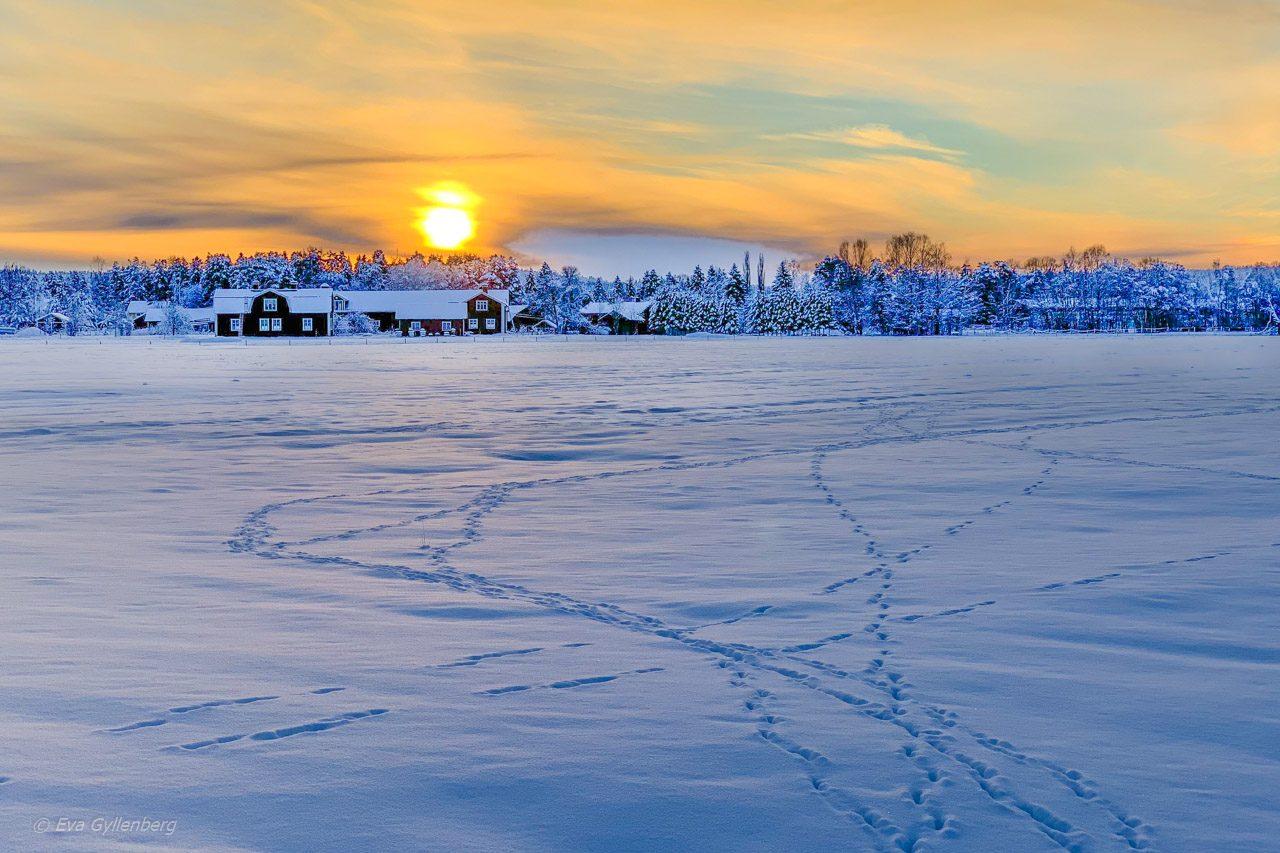 Umeå jul