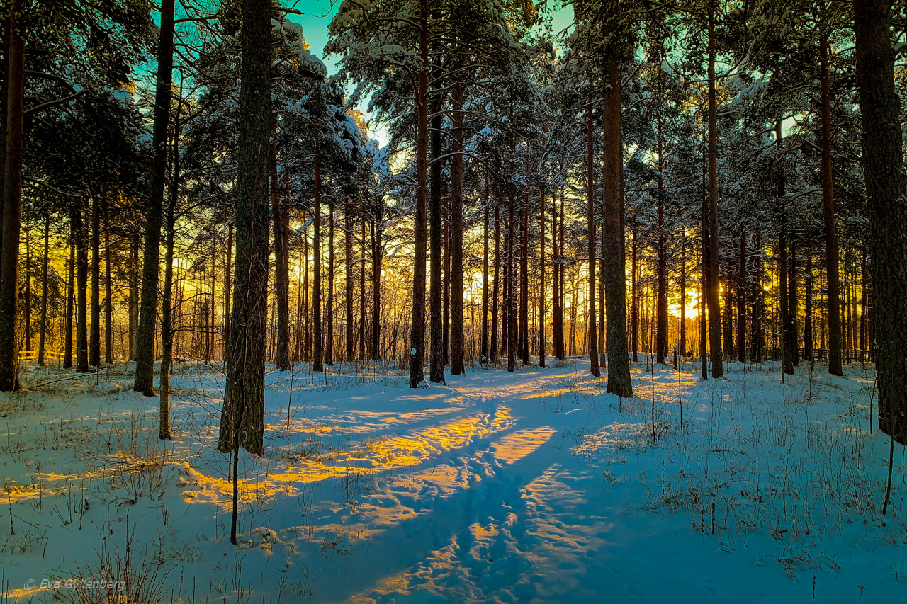 Jul i Umeå