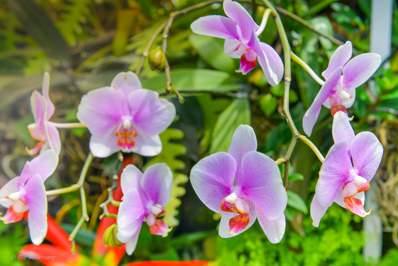 Gardens by the Bay - Singapore