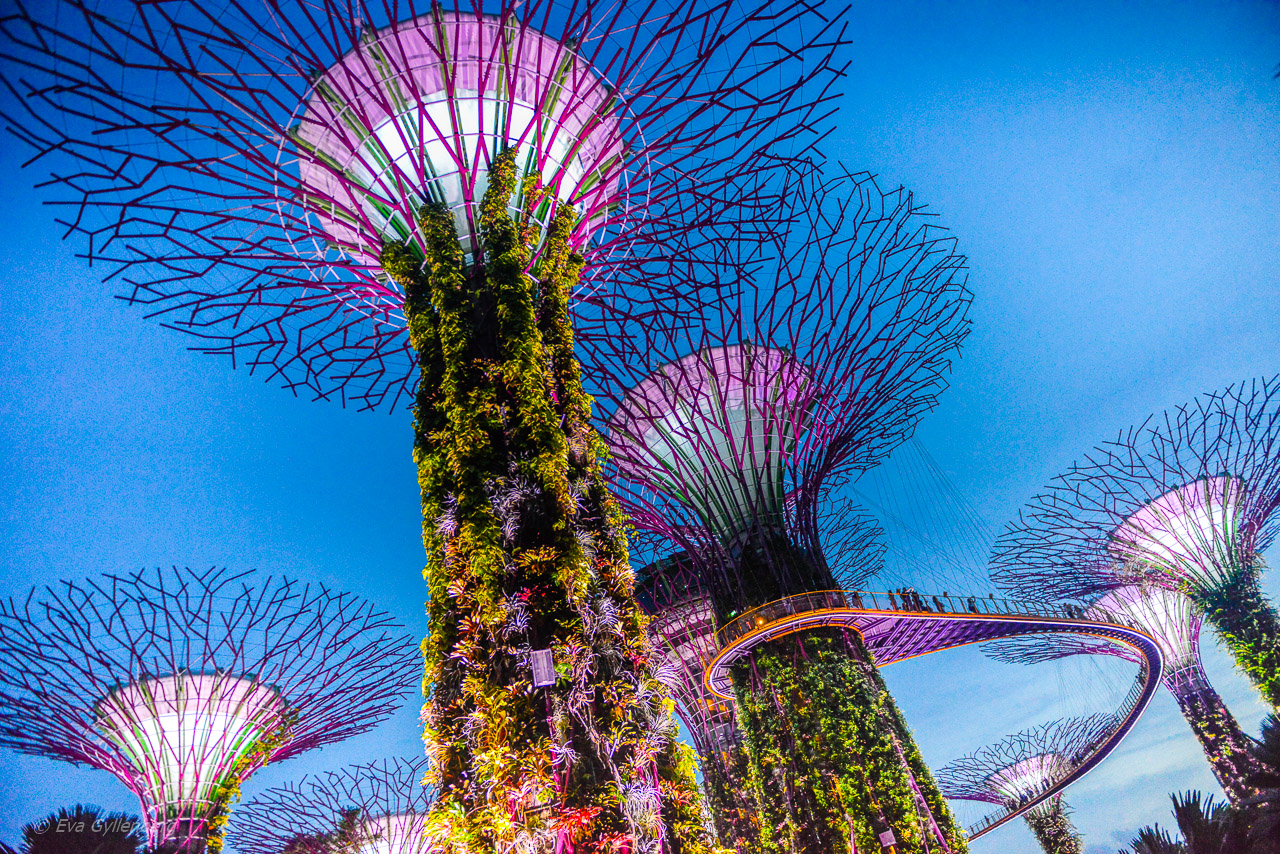 Gardens by the bay Singapore