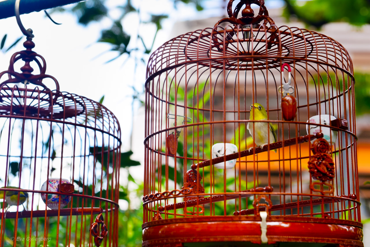 Hong Kong Bird Market
