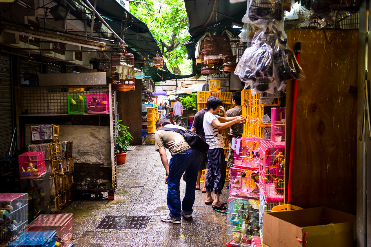 Hong Kong Bird Market
