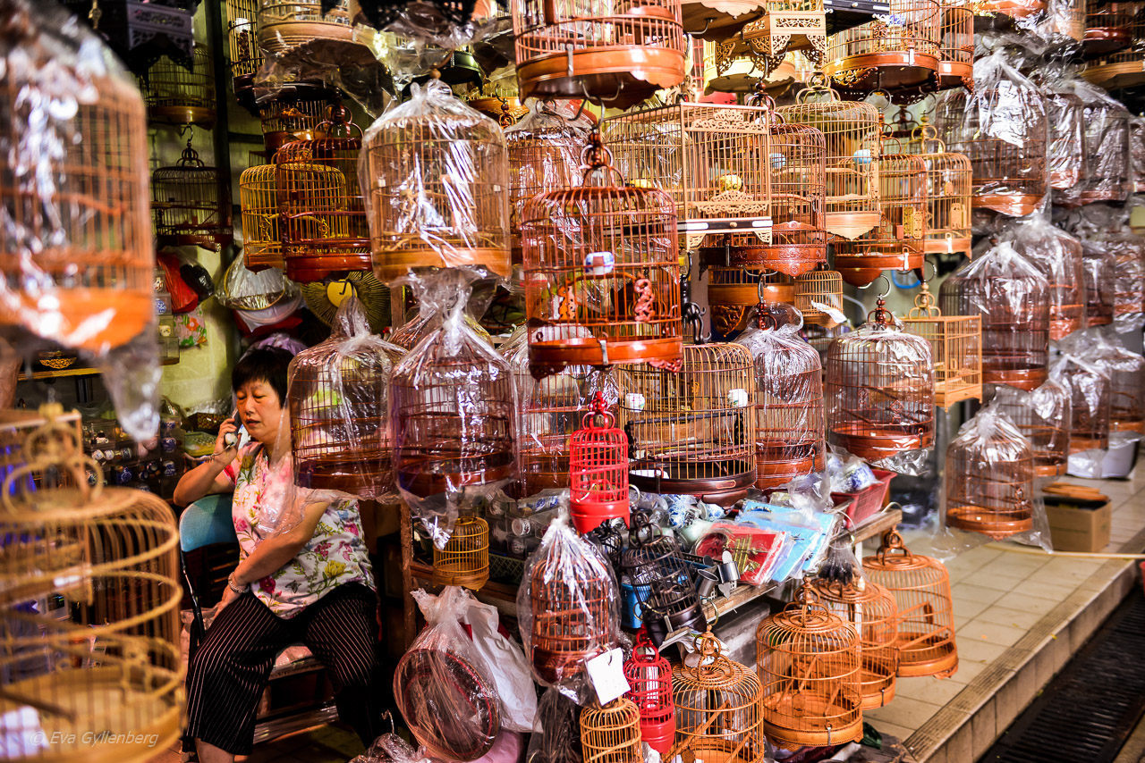Hong Kong Bird Market