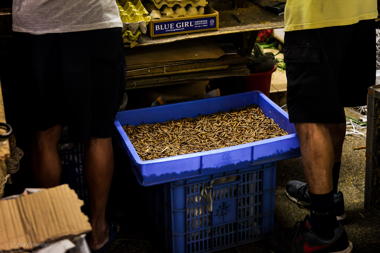 Hong Kong Bird Market
