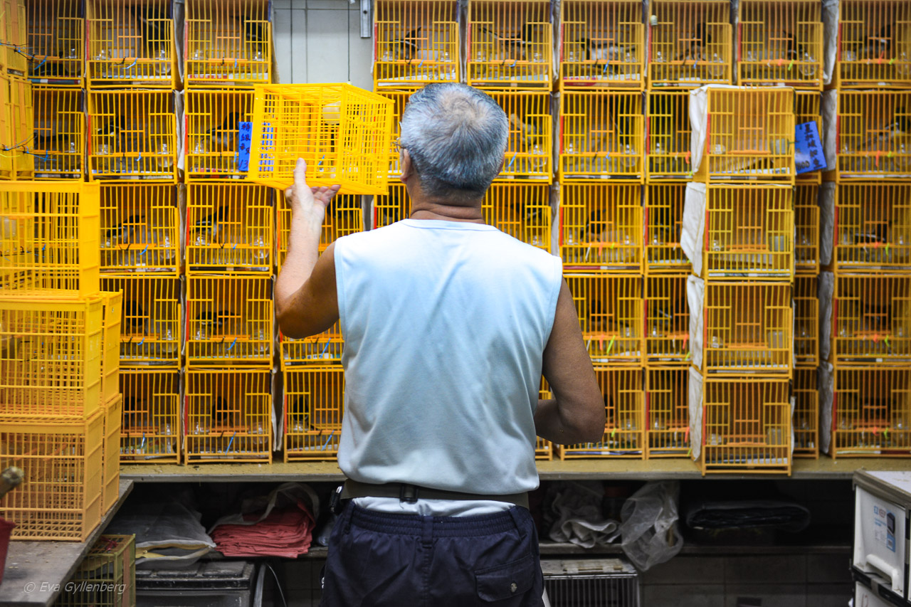 Hong Kong Bird Market