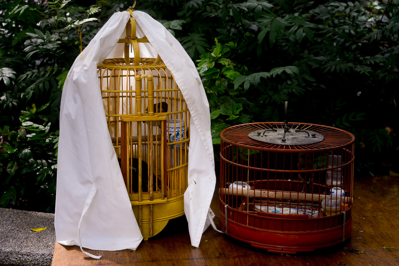 Hong Kong Bird Market