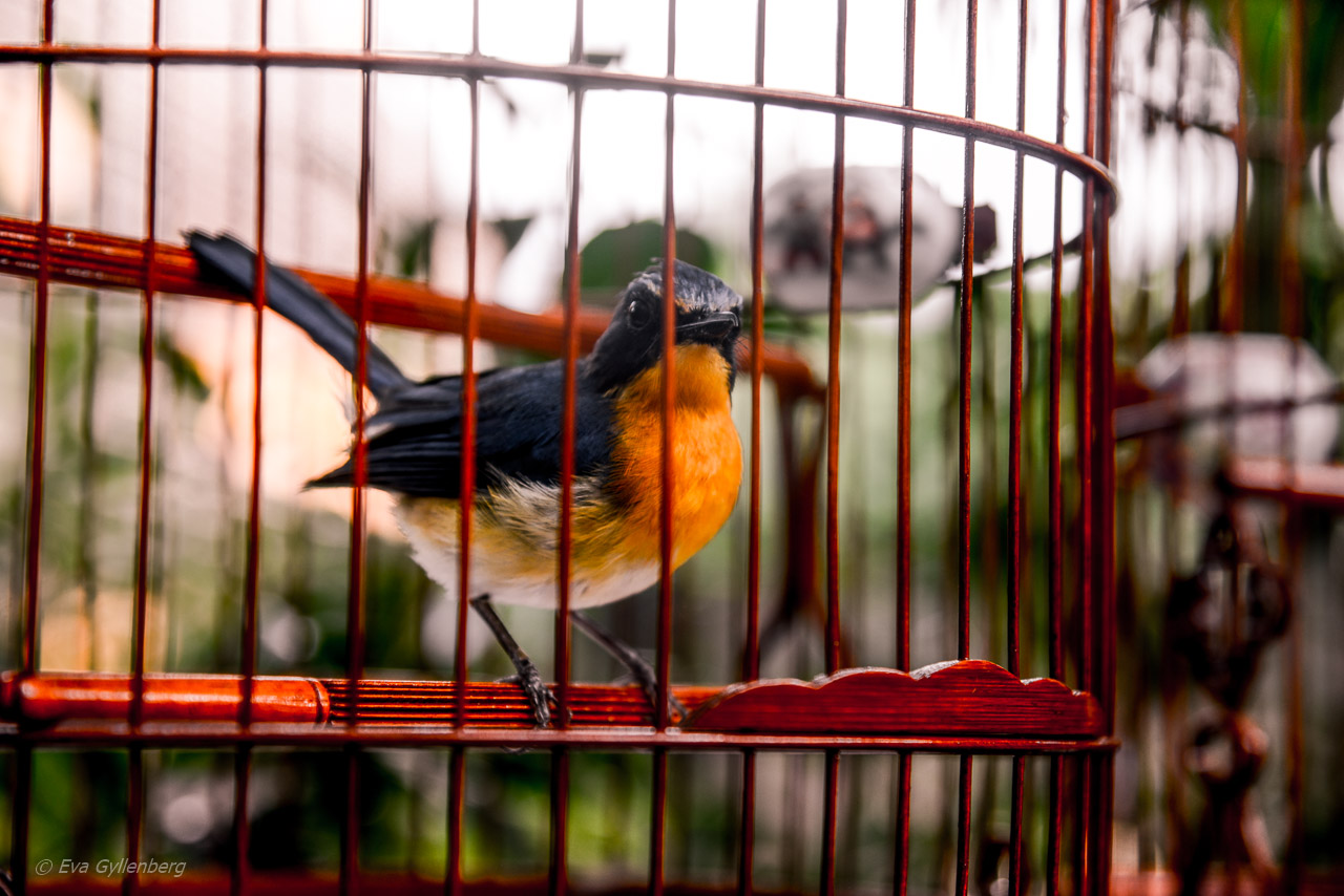 Hong Kong Bird Market
