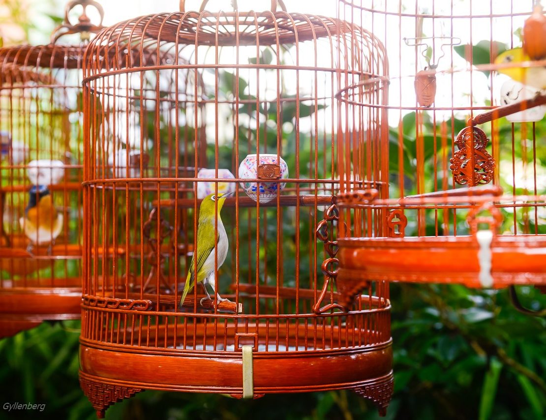 Hong Kong Bird Market