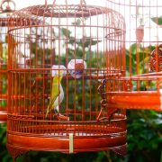 Hong Kong Bird Market