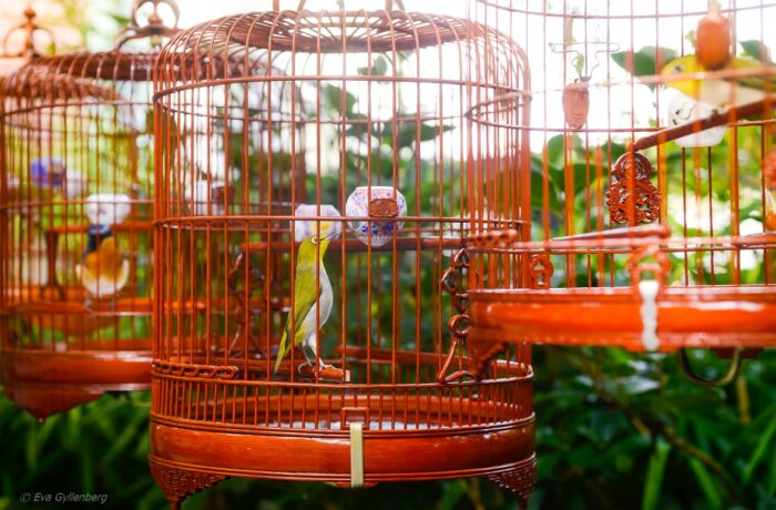 Hong Kong Bird Market