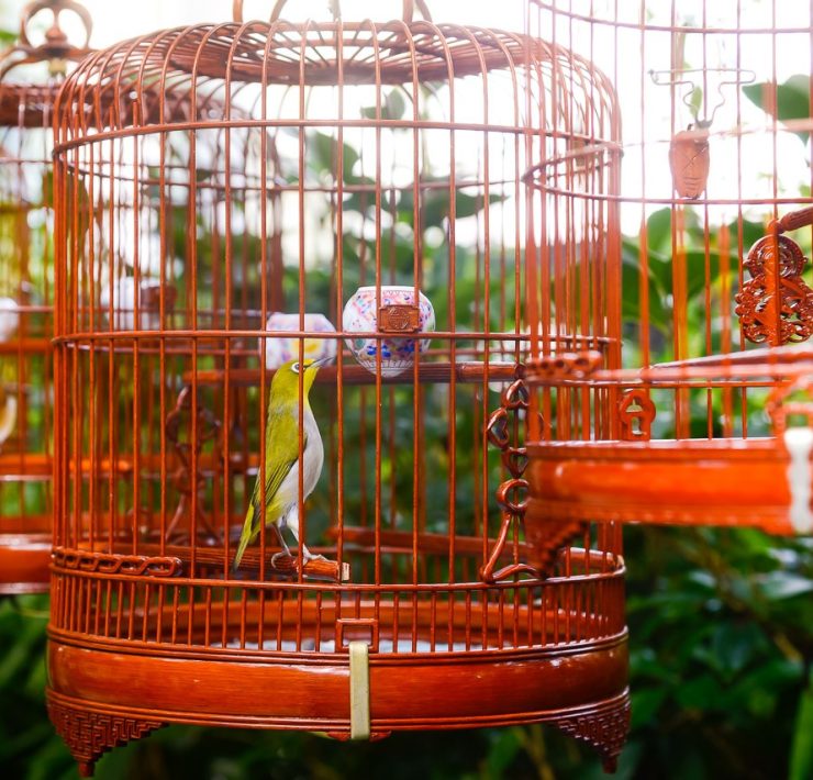 Hong Kong Bird Market