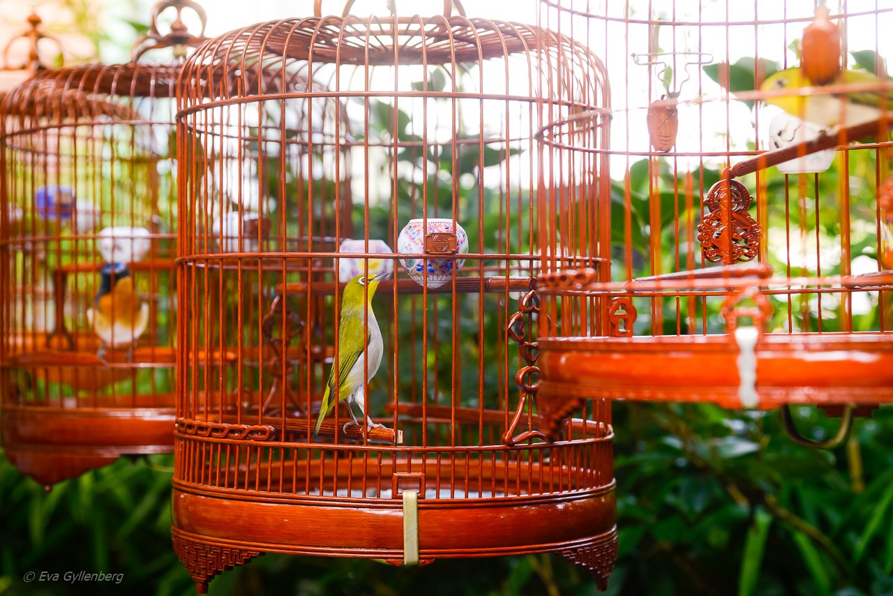 Hong Kong Bird Market