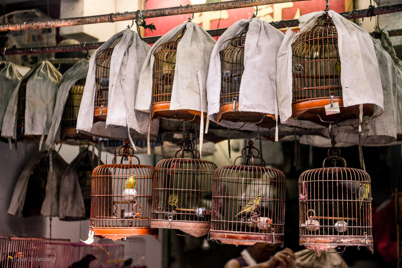 Hong Kong Bird Market