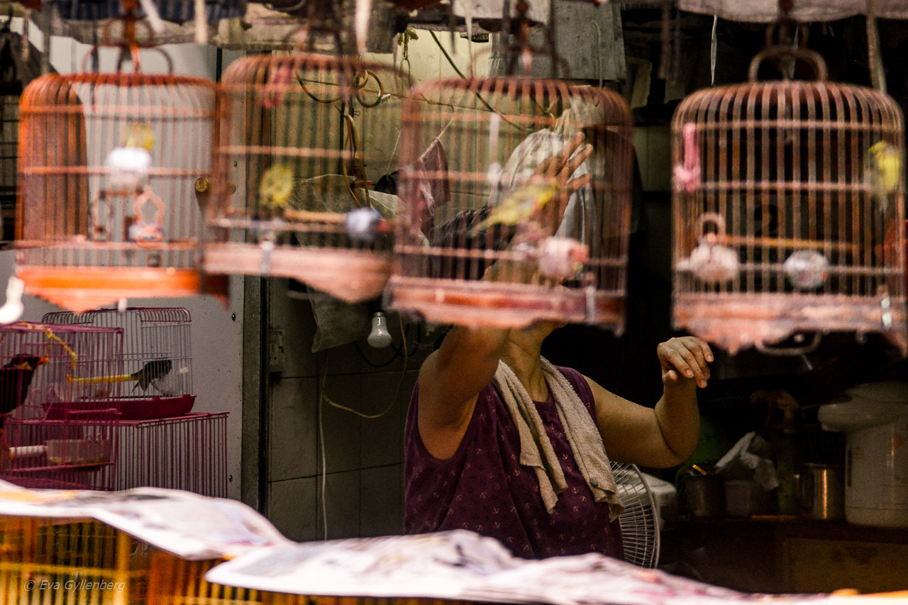 Hong Kong Bird Market