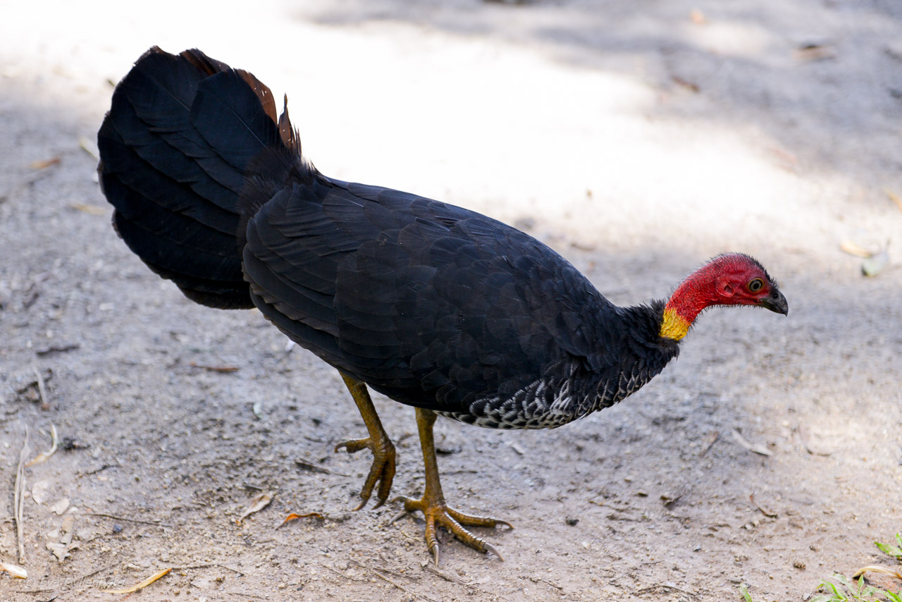 Bush turkey - Lake Eacham - Crater Lakes Queensland