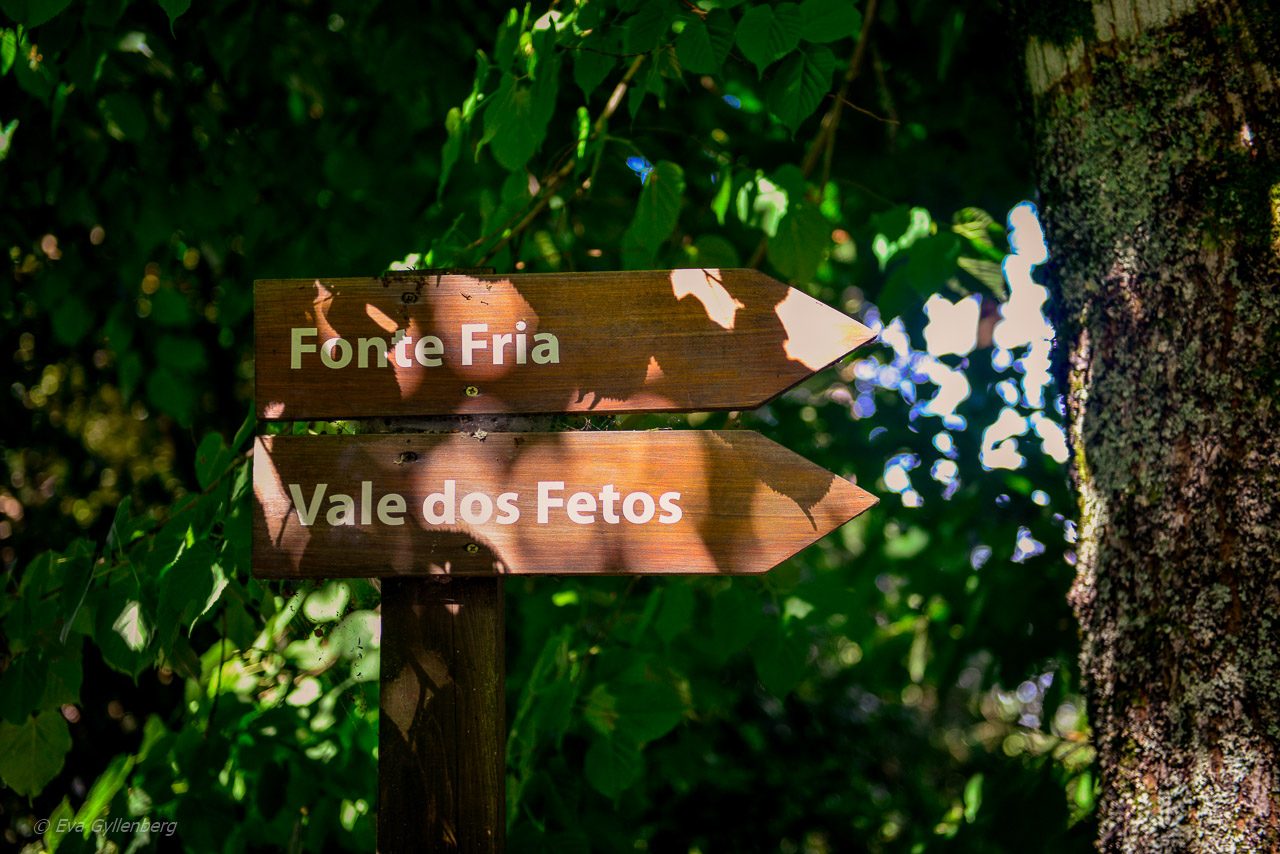 Mata Nacional do Bucaco - Portugal