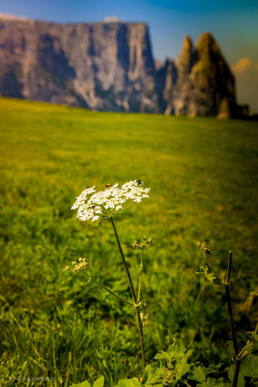 Seiser Alm - Dolomiterna - Italien