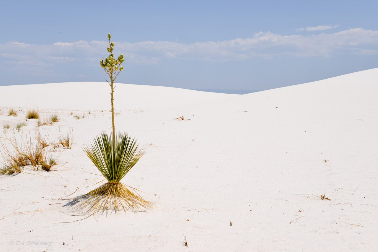 White Sands National Monument - New Mexico