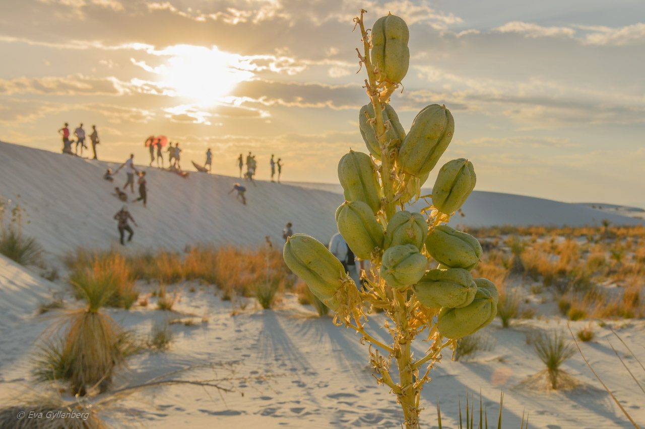 White Sands National Monument - New Mexico