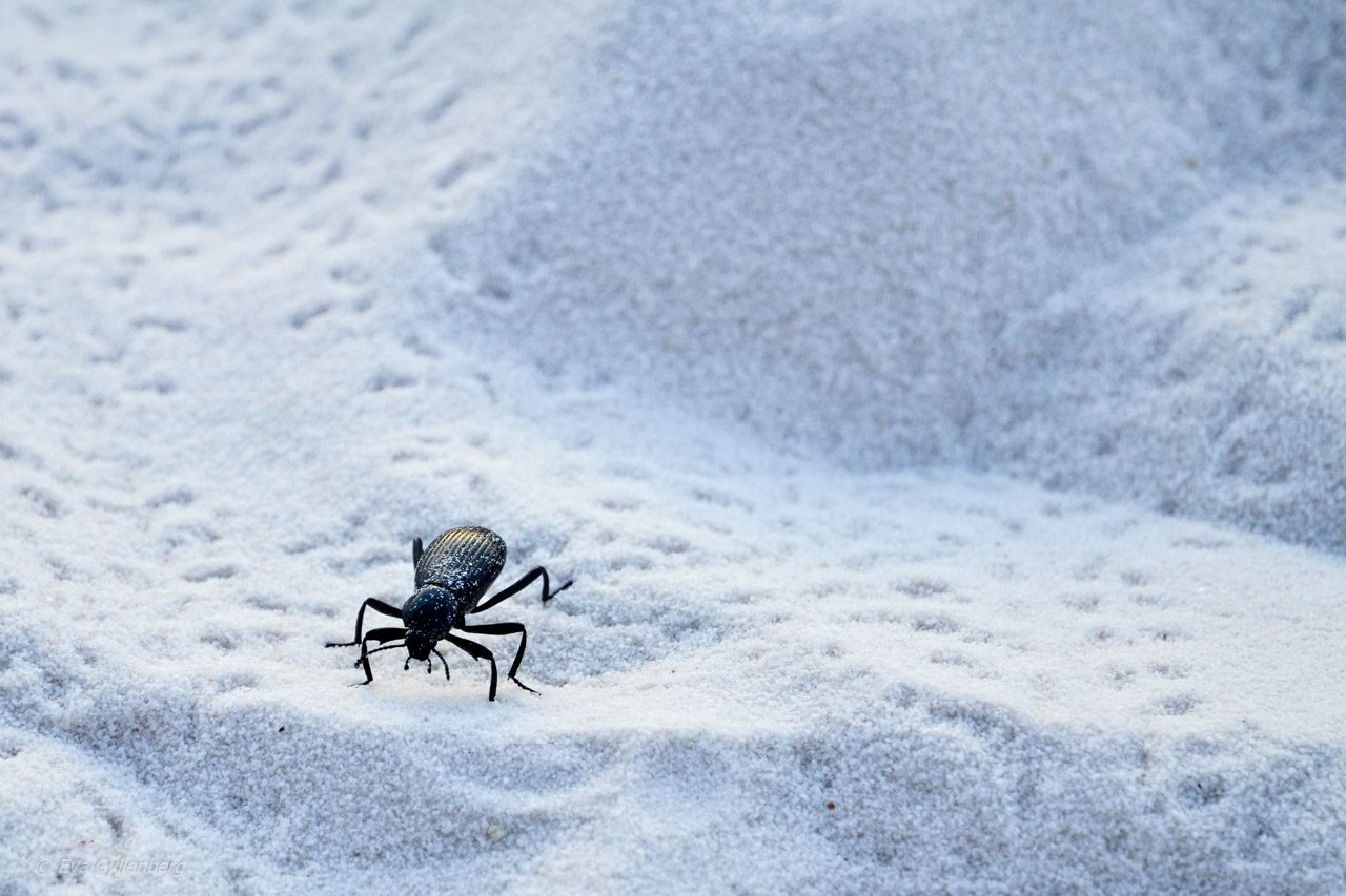 White Sands National Park - New Mexico (5)