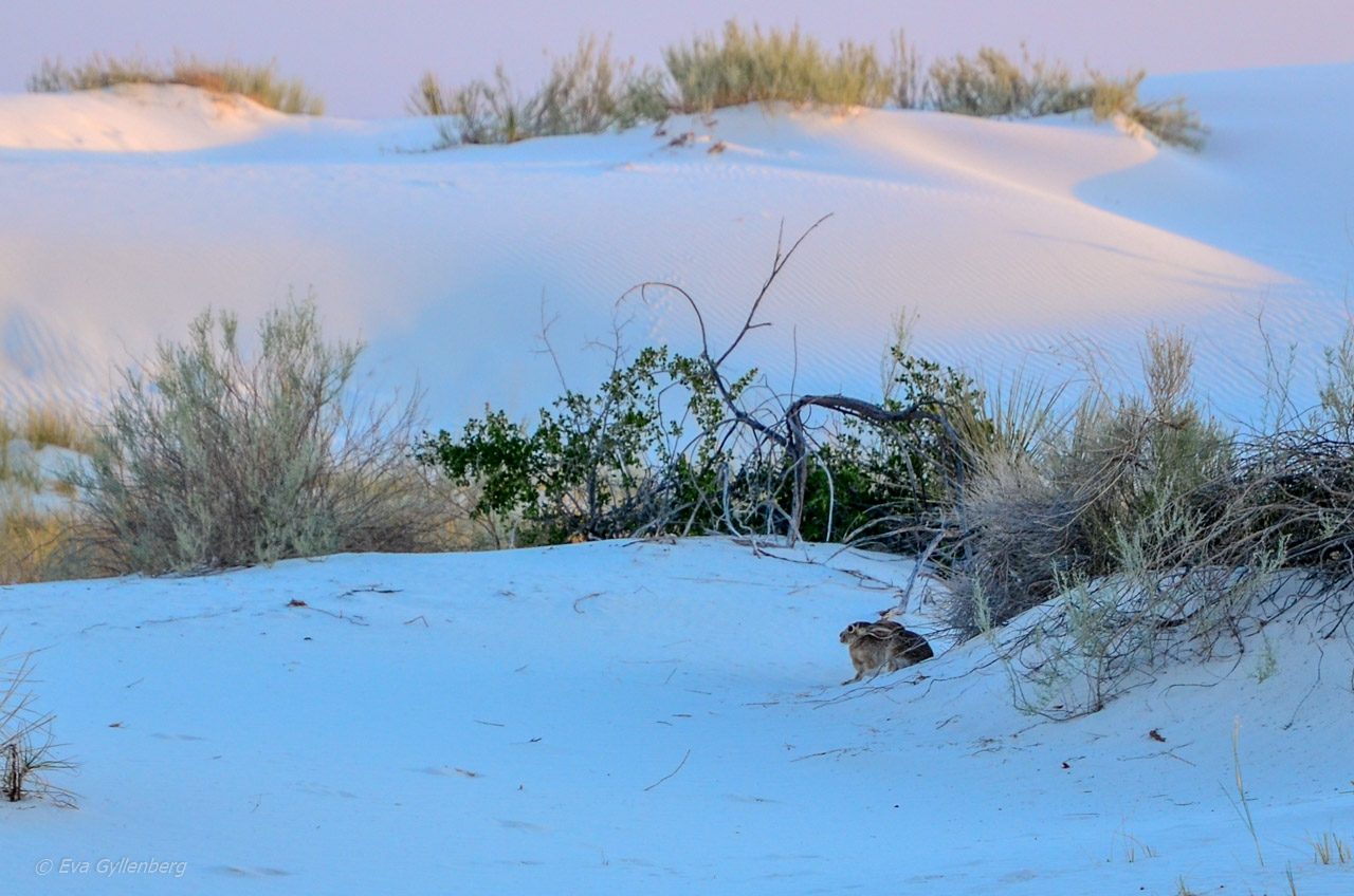 White Sands Rabbit