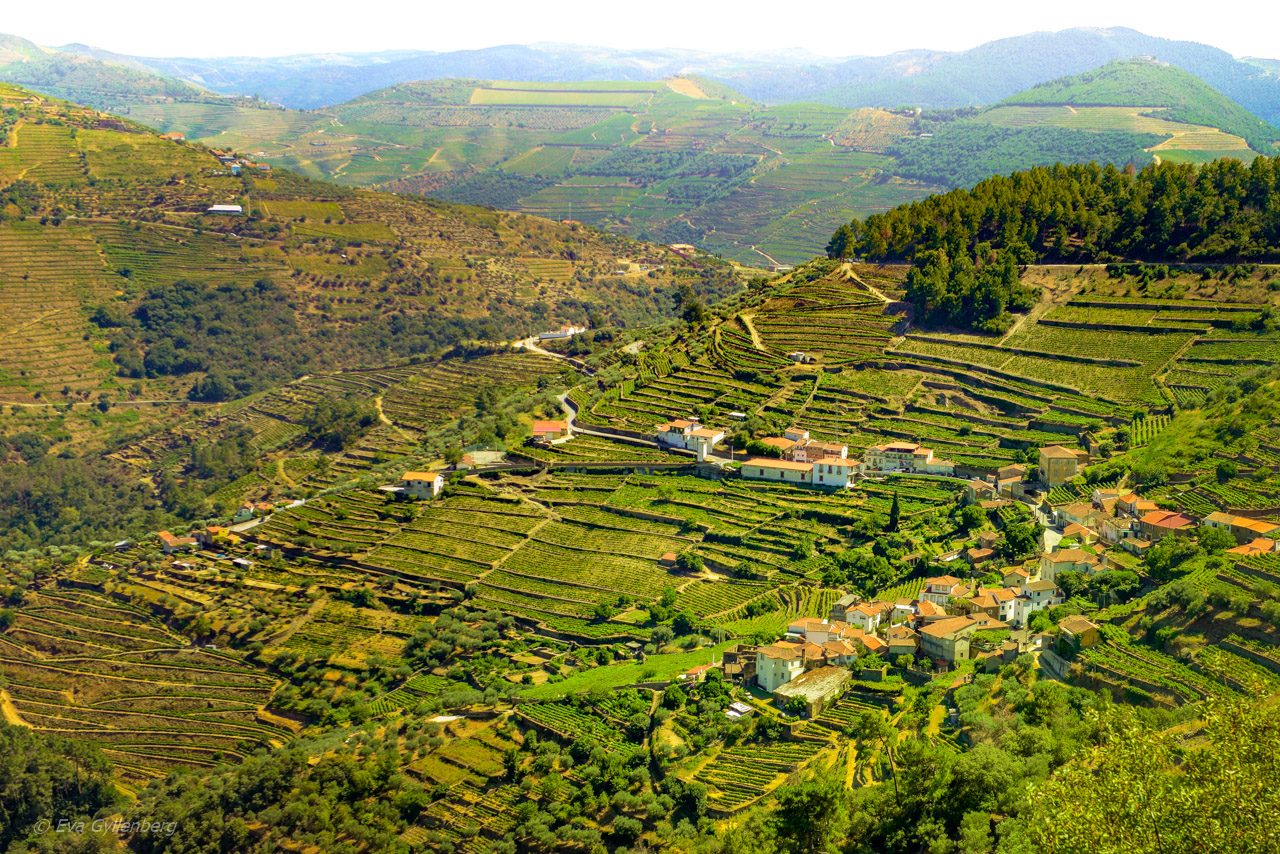 Douro Valley - Portugal