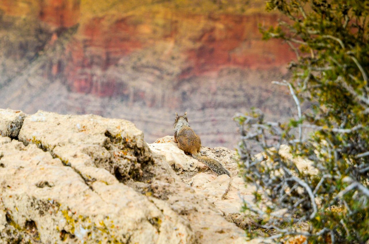 Grand Canyon - Arizona - USA