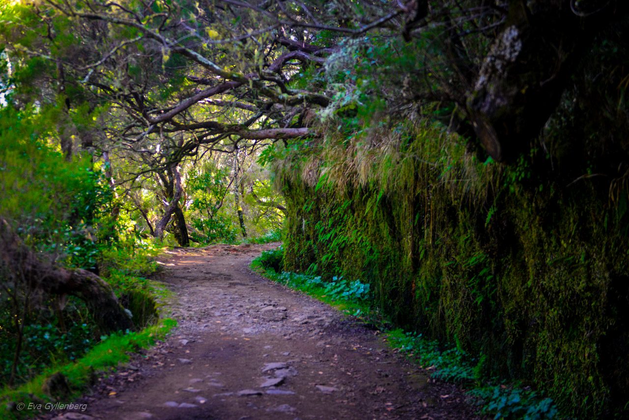 Levadavandring - Rabacal - Madeira