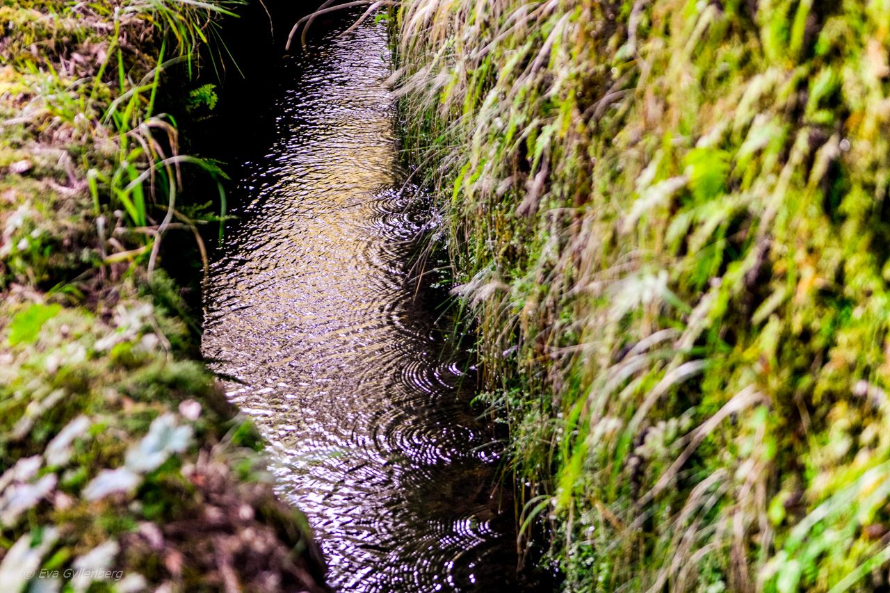 Levadavandring - Rabacal - Madeira