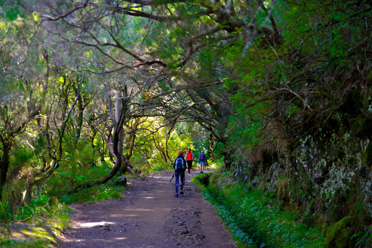 Levadavandring - Rabacal - Madeira