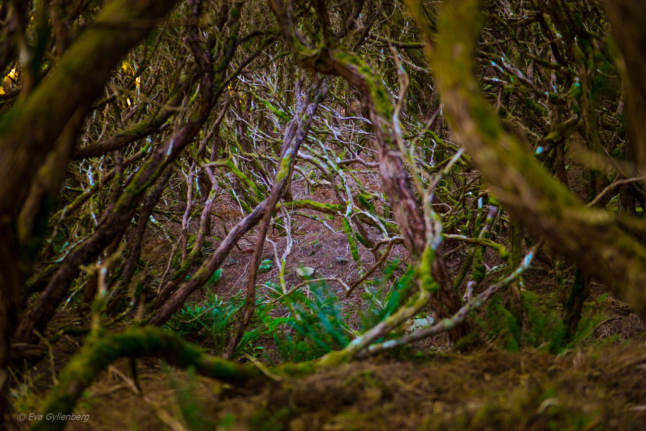 Levadavandring - Rabacal - Madeira