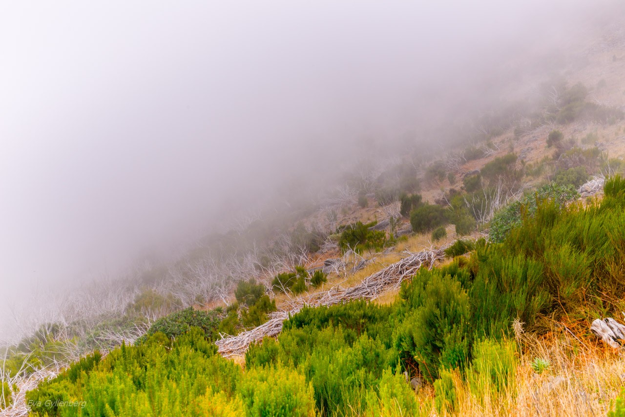 Pico Ruivo - Madeira