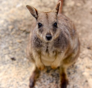 Plugga i Australien