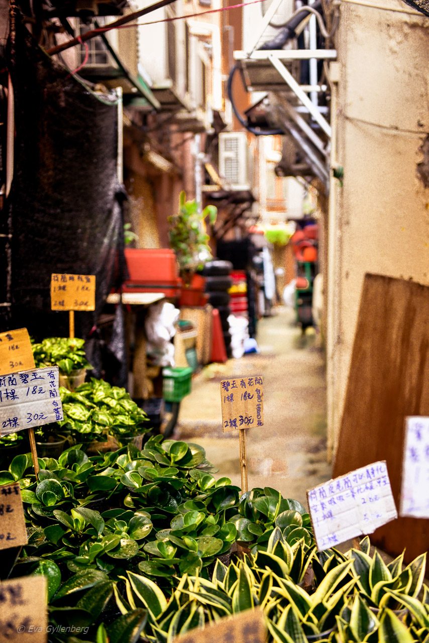 Blomstermarknaden i Hongkong