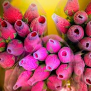 Blomstermarknaden i Hongkong