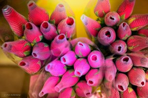 Blomstermarknaden i Hongkong