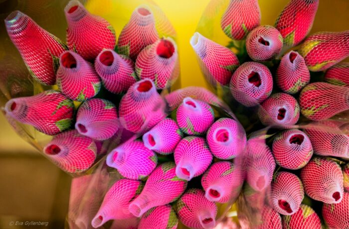 Flower market in Hong Kong