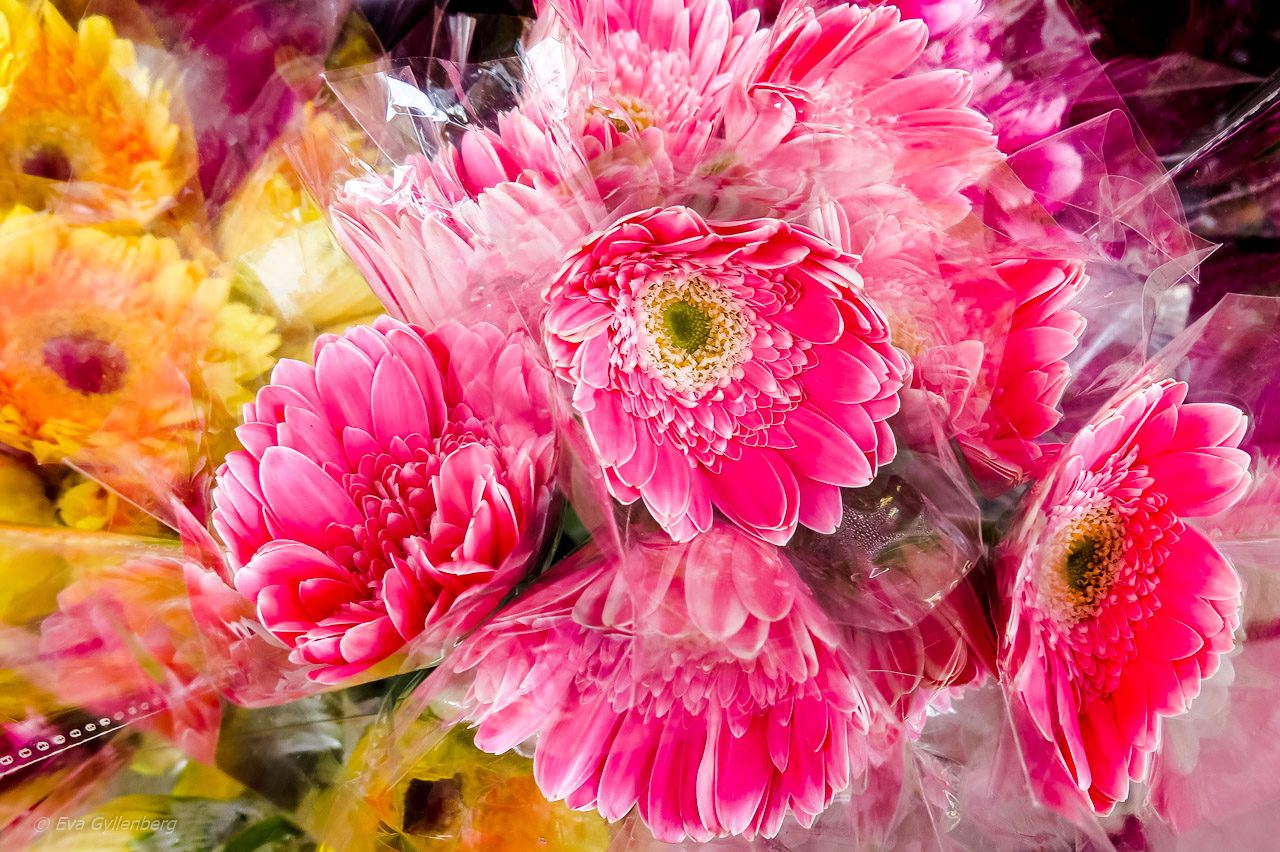 Blomstermarknaden i Hongkong