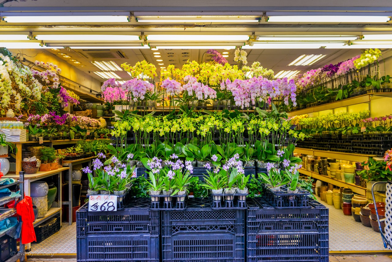 Blomstermarknaden i Hongkong