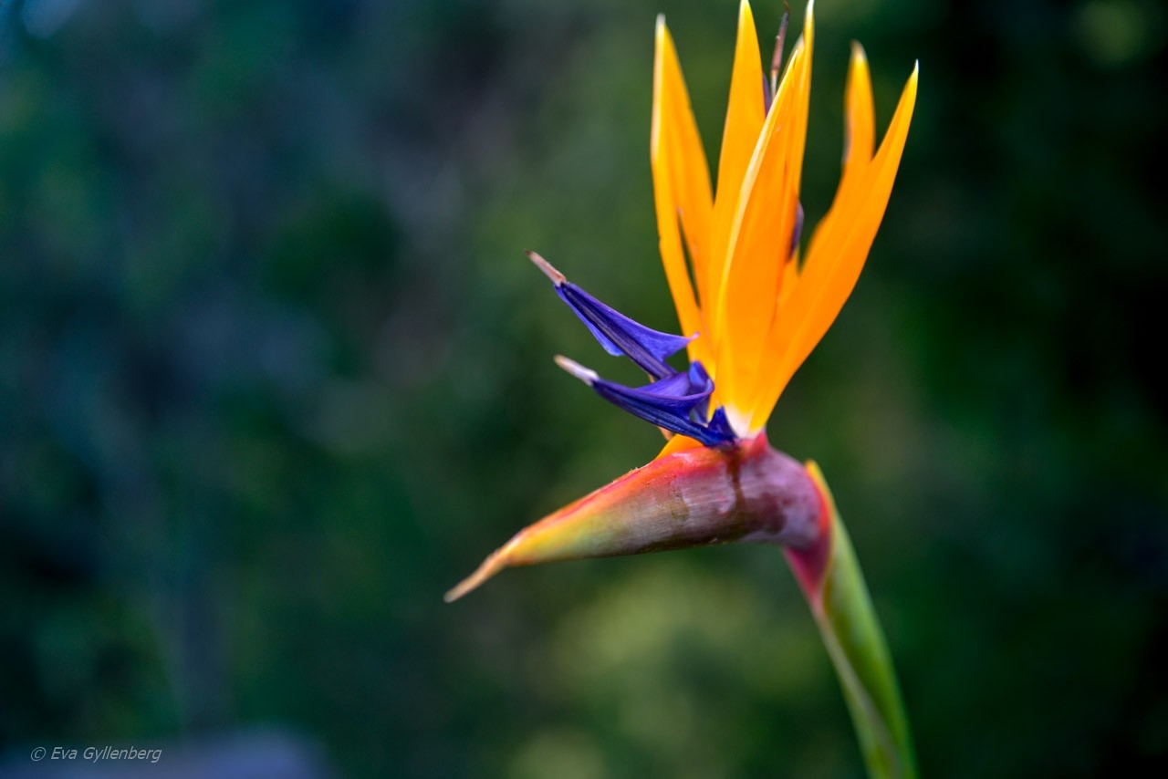 Cabo Girao blomma