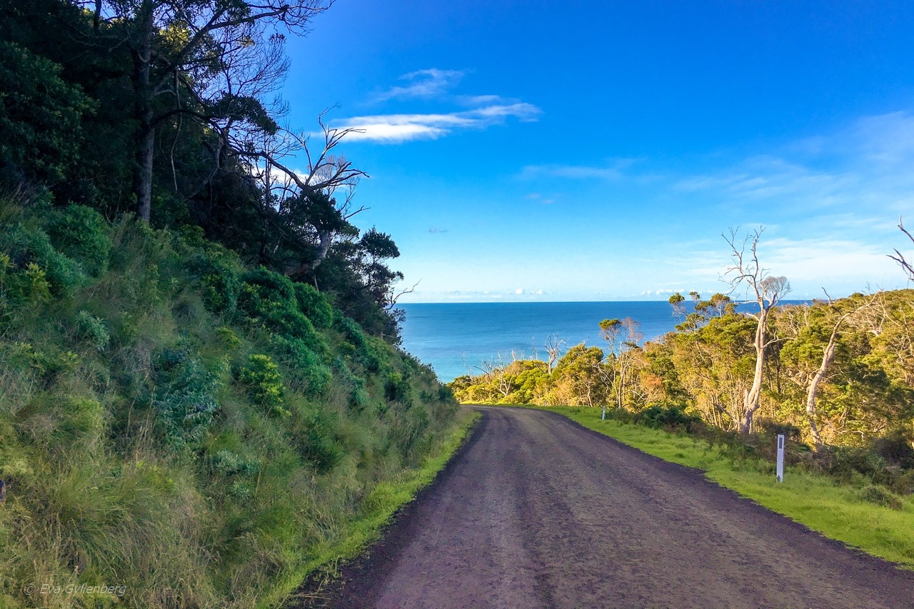 Kennett River - Koala 