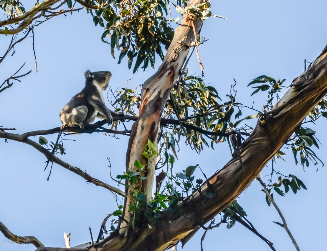 Kennett River - Koala