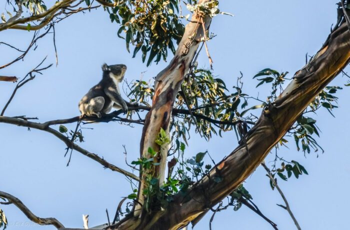 Kennett River - Koala