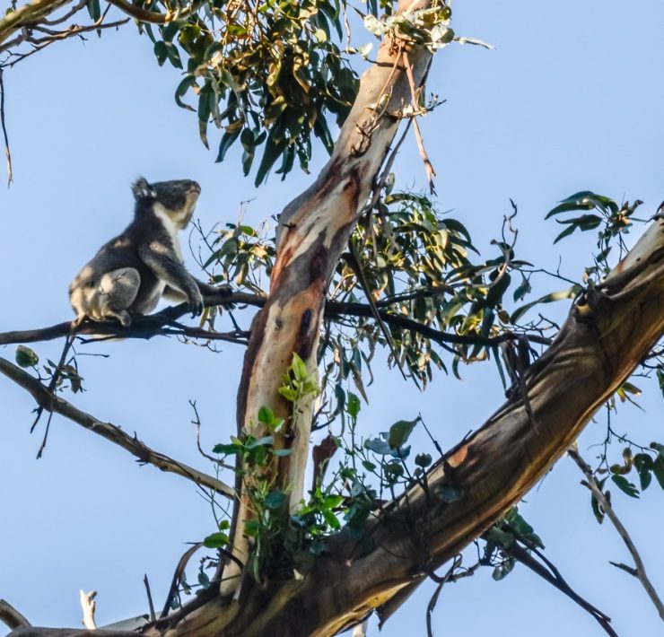 Kennett River - Koala