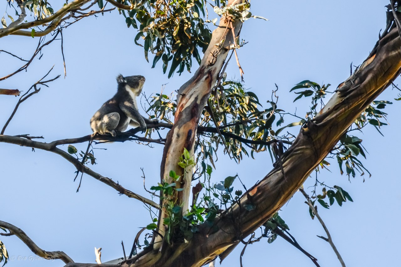 Kennett River - Koala